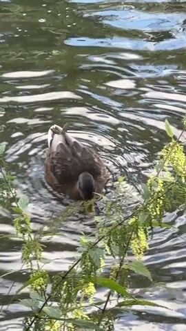 A duck is swimming in a body of water. It is surrounded by green foliage. The duck is facing away from the camera initially, then turns its head to face the camera. There are ripples in the water around the duck.