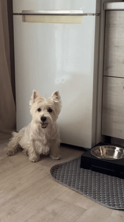 White terrier photographed at feeding time in Tolyatti home