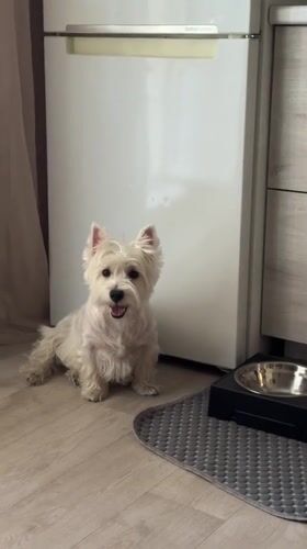 White terrier photographed at feeding time in Tolyatti home