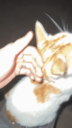 Petting orange and white cat in Blagoevgrad