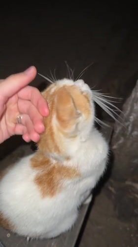 Petting orange and white cat in Blagoevgrad