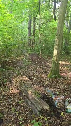 A small, dark-colored dog with white markings is walking in a forest. The dog is on a path covered with fallen leaves. To the left of the dog, there is a large, fallen tree trunk. In the background, there is a large mound of dirt and more trees. To the right of the fallen tree, there is a pile of plastic bottles. The forest is green and appears to be in the daytime.