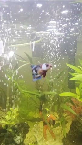 A betta fish swims in an aquarium. The fish has multicolor scales that include blue, white, and orange. It swims in front of green aquatic plants and a miniature diver figurine that is orange and black. Bubbles rise in the background, indicating an aeration system is in use.