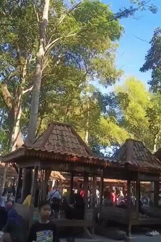 The video shows a crowded outdoor area with traditional thatched-roof huts or pavilions. People are gathered under and around these structures. The environment is lush with tall trees and foliage, and the sky is visible and appears blue. The overall atmosphere seems to be one of a gathering or market.