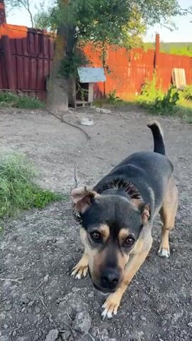 A medium-sized dog with black and tan fur is in a yard. The dog is on a chain. The dog barks and jumps. The yard has a dirt ground and some grass. There is a wooden fence in the background.