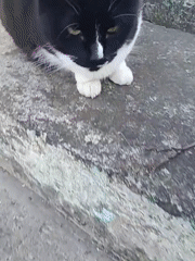 Cat spotted around residential area in Нясвіж, Belarus