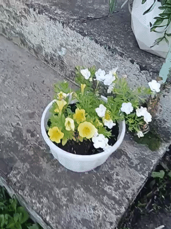 Cat spotted around residential area in Нясвіж, Belarus