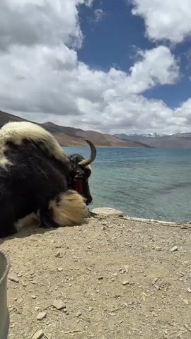 The video shows a yak laying on a sandy area next to a clear blue lake. The yak is black and tan, with large curved horns. In the background, there are mountains with snow-capped peaks. The sky is blue with fluffy white clouds. A bird flies across the sky.