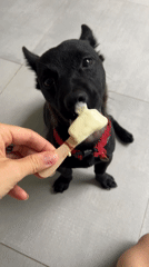 Black dog with red collar enjoys frozen treat indoors