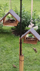 Sparrows flock to backyard feeders in Rosinka