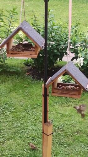 Sparrows flock to backyard feeders in Rosinka