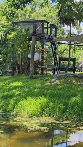 The video shows an outdoor scene with lush green grass and a body of water in the foreground. In the background, there is a tall, multi-level wooden structure resembling a treehouse or observation platform. This structure has ladders, a slide, and what appears to be a covered area at the top. Trees and foliage surround the structure, suggesting a natural or park-like setting. The lighting indicates it is daytime.
