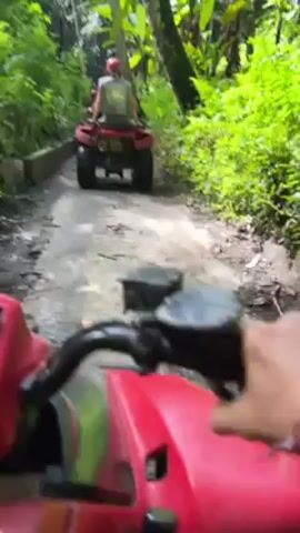 The video shows a first-person perspective of someone riding a red ATV on a narrow, paved path through a dense, tropical forest. Another red ATV is ahead of the camera, carrying two people wearing helmets. The path is lined with lush vegetation, including tall trees, ferns, and banana plants. The video appears to be taken during the daytime, as indicated by the bright sunlight filtering through the trees.