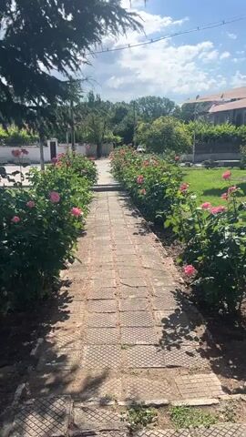 The video shows a paved pathway lined with rose bushes on either side. The pathway leads into a garden area with green grass and trees in the background. A building with a red roof is visible in the distance. The sky is blue with some clouds. The sun is shining, casting shadows on the pathway. The video appears to be taken during the daytime.