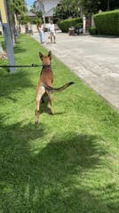Dog owner's quiet early morning routine with pet in Thailand