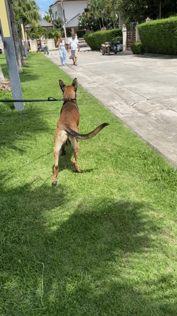 Dog owner's quiet early morning routine with pet in Thailand
