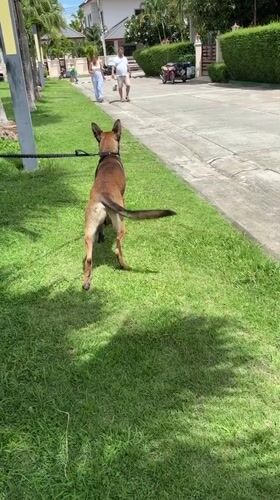 Dog owner's quiet early morning routine with pet in Thailand