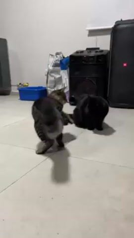 A short video shows two cats in a room with a tile floor. The cat on the left has a brown and gray striped coat, and it lies down on the floor, on its side. The cat on the right is black and is crouched on the floor, looking at the striped cat. In the background are a space heater, a blue tray, a bag of cat food, and two large black speakers. The walls are white.