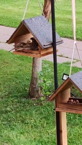 The video shows two wooden bird feeders. The feeder in the foreground is hanging from a rope attached to a tree. Inside the feeder, several small brown birds, likely sparrows, are gathered. One bird is perched on the edge of the feeder. To the left of the feeder, on the grass, a blue and yellow bird, possibly a titmouse, is visible. A thin black pole stands to the right of the foreground feeder, supporting a smaller, different bird feeder that is partially visible. The background consists of green grass and a paved walkway. The second bird feeder, lower down and to the right, is filled with nuts and seeds. The lighting suggests it is daytime, possibly overcast or late in the day.