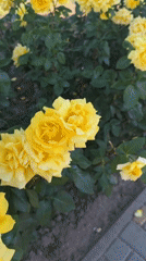 Boy plays among blooming roses near blue-domed building