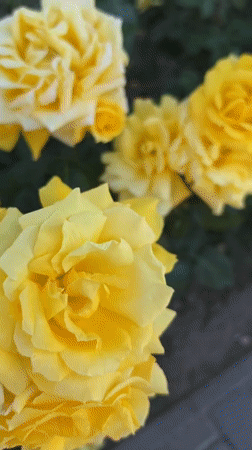 Boy plays among blooming roses near blue-domed building