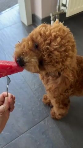 A toy poodle dog with curly brown fur is eating a slice of watermelon. The watermelon is held by a person's hand, which is holding a silver fork with the watermelon on it. The dog is positioned to the right of the hand and is facing left, with its head tilted down as it eats the watermelon. The background shows a tiled floor and a white wall with a radiator. The lighting is natural, and the image is clear.