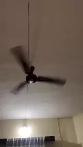 A ceiling fan spins in a room with a white ceiling. A single light bulb is also visible. The walls are a muted color. A curtain can be seen in the bottom left corner.