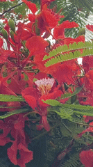 Royal Poinciana trees bloom in Abakaliki, Nigeria