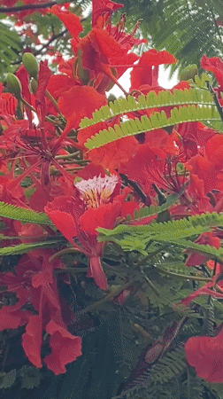 Royal Poinciana trees bloom in Abakaliki, Nigeria