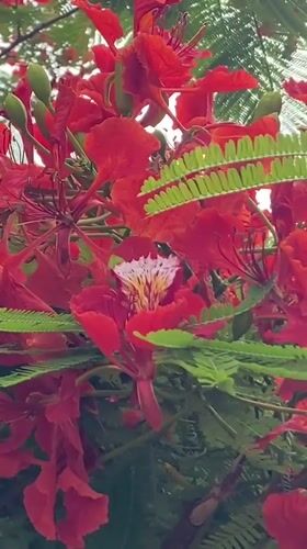 Royal Poinciana trees bloom in Abakaliki, Nigeria