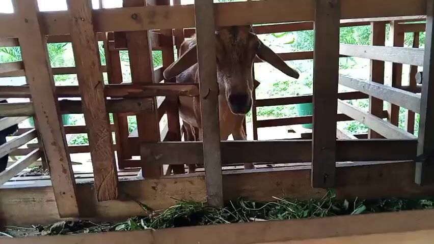 A light brown goat stands in a wooden pen, looking directly at the camera. The goat has black horns and is facing forward. The pen is made of rough-hewn wooden planks, and there is green foliage visible through the gaps in the wood. The ground of the pen appears to be covered in straw or hay, with more green vegetation scattered across it, likely food for the goat. The goat is standing in the center of the frame, and the camera is positioned low, looking up at the animal. The lighting suggests it is daytime, possibly outdoors or in a well-lit barn.