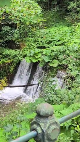 A handheld, eye-level video pans across a lush forest scene with a waterfall. The waterfall is in the center of the frame, with a log spanning across it. The water is white and frothy as it cascades down. Dense green foliage surrounds the waterfall, with large, broad leaves in the foreground. A metal railing with a decorative cap is visible in the lower right corner of the frame, suggesting a viewing area. The overall impression is one of a serene, natural environment.