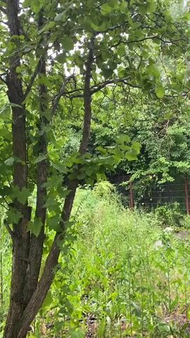 This is a vertical video of a tree with green leaves. The tree is in the foreground and has two main trunks. Behind the tree is a fence and more greenery. The video is short, with no discernible action.