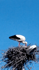 White stork observed in nest on high structure
