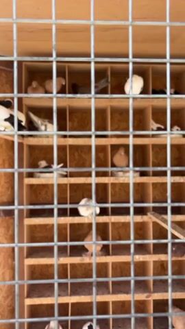 The video displays a vertical shot of a pigeon loft or aviary, with numerous pigeons housed in individual wooden nesting boxes. A metal wire mesh barrier or cage is visible in the foreground, creating a grid pattern over the scene.

The wooden structure consists of multiple shelves, each divided into several open-fronted compartments, serving as nesting or resting places for the birds. There are at least four rows of these compartments visible.

Various pigeons, differing in color and pattern, occupy many of the boxes. Some are predominantly white and black, others are light brown, reddish-brown, or mottled grey and white. Most of the pigeons are seen resting or sitting calmly within their allocated spaces. One pigeon in the lower middle section appears to be preening or stretching its wings. The wooden walls and shelving have a natural, light brown tone. The lighting suggests it is daytime. No specific activities like feeding or flying are extensively depicted. There is no visible text in the frame. The provided context is Kuchtumgali, Uzbekistan.