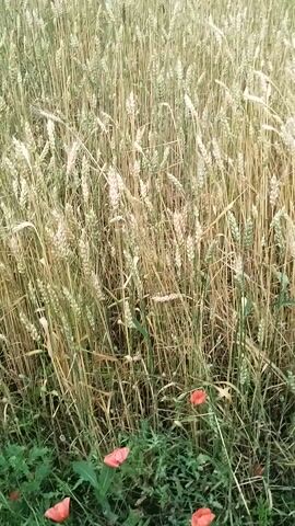 This video provides an overhead, sideways view of a wheat field. The wheat appears to be ripe, with many stalks showing a golden-brown color. In the foreground, the stalks are dense, and in the distance, the field stretches out, meeting a line of trees under a cloudy sky. A single red poppy is visible amidst the wheat in the upper right portion of the frame. The camera moves slightly, offering a shifting perspective of the vast expanse of grain.
