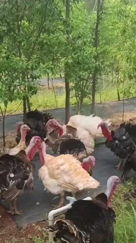 A group of turkeys is gathered outdoors in what appears to be a rural or semi-rural setting. There are several turkeys of varying colors, including black, white, and a light tan/cream color, with some exhibiting mixed patterns. They all have characteristic red wattles and snoods around their heads and necks.

The turkeys are standing and moving around on a patch of green grass and some dark ground cover (possibly a tarp or plastic sheeting). A white PVC pipe is visible on the ground among them. In the background, there are numerous green trees, suggesting a wooded or orchard area. The natural lighting indicates it is daytime, and the weather appears mild with no strong shadows. The turkeys are making vocalizations typical of their species. The scene depicts a gathering of domestic turkeys in an outdoor enclosure or free-ranging area. No people or visible text are present in the video.