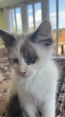 The video shows a close-up of a small kitten with white, gray, and brown fur. The kitten has blue eyes and is looking down. The background is blurred but appears to be an indoor setting with a rug and a window with white bars. The kitten is sitting on the rug. The video is shaky at times, suggesting it was filmed by someone holding a phone.