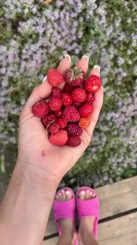 The video is a close-up shot of a person's open palm, which is filled with a handful of freshly picked raspberries and wild strawberries. The berries are a vibrant red and appear ripe and juicy. In the background, a blur of green foliage with tiny purple flowers suggests an outdoor, natural setting, possibly a garden or a field. At the bottom of the frame, the tips of two feet in bright pink fuzzy slippers are visible, hinting at the person's attire. The lighting is bright, suggesting daylight. The camera moves in slightly, focusing more intently on the berries in the palm. The video transitions to an extreme close-up of the berries, blurring them into abstract shapes of red and light.