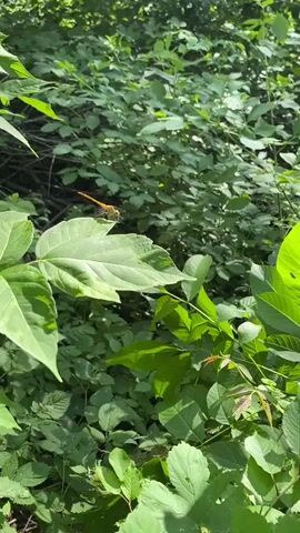 A close-up shot focuses on a bright green leaf with a dragonfly perched on its edge. The dragonfly has an orange body and translucent wings. It is facing to the left. The background is a dense collection of green foliage, suggesting a natural outdoor environment like a forest or garden. Sunlight filters through the leaves, creating dappled light. The camera remains stationary throughout the short clip.
