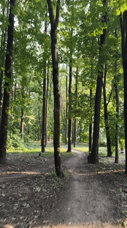 Walking a sun-dappled forest path in Rostov-on-Don