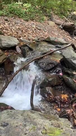The video shows a narrow stream flowing over rocks in a forest. Leaves are scattered on the ground and around the stream. A branch extends horizontally across the foreground, partially obscuring the view of the stream and surrounding foliage. The trees are lush and green, indicating a temperate climate. The lighting suggests it is daytime. The camera appears to be held at a low angle, looking downstream.