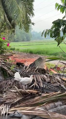 A video shows a rural scene with a white chicken standing in a pile of dried palm fronds in the foreground. Behind the chicken, a black animal, possibly another chicken or a cat, is partially visible. Further back, a dirt path leads towards a lush green field, likely a rice paddy, with trees and vegetation in the distance. Pink flowers are visible on a bush to the left. The sky is overcast.