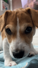 Jack Russell puppy captured in multiple videos in Chelyabinsk