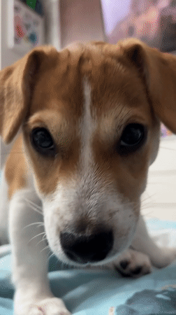 Jack Russell puppy captured in multiple videos in Chelyabinsk