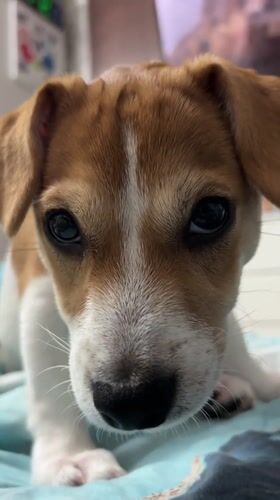 Jack Russell puppy captured in multiple videos in Chelyabinsk