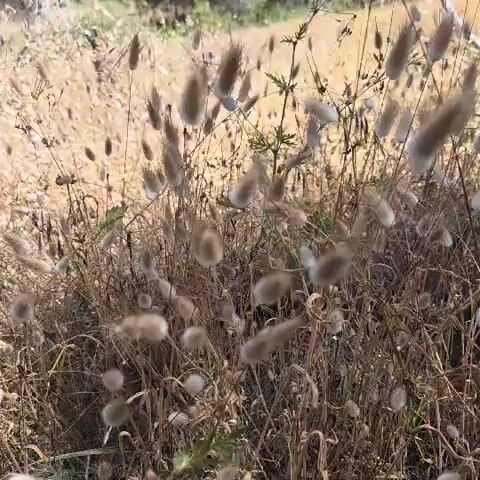 The video shows a field of dry, golden grass and other plants, interspersed with fluffy, light-brown seed heads resembling bunny tails. The camera is relatively still, offering a ground-level perspective. In the background, sparse greenery, potentially bushes and trees, is visible under a clear, bright sky. The scene is bathed in sunlight, suggesting a dry, possibly Mediterranean-like environment.