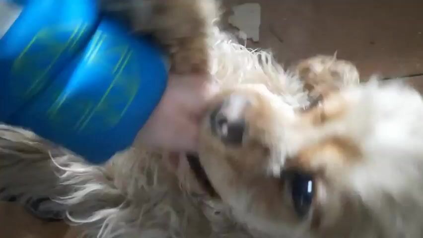 Here's a breakdown of the video:

A person wearing a blue jacket with white and green geometric designs is petting a small, light-brown dog. The dog is lying down on a brown wooden floor.  The person pets the dog's head and muzzle.  The dog is still and looks at the person petting it.