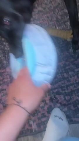 A person's hand holding a stuffed toy is pulled by a black dog with bright blue eyes. The dog is in a playful tug-of-war with the toy. The scene appears to be indoors, with a rug on the floor and what looks like furniture or windows in the background.