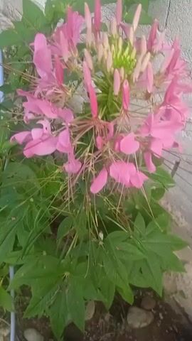 A close-up, static shot of a blooming pink spider flower is centered in the frame. The flower has delicate, elongated petals and stamens, giving it a spidery appearance. The plant is surrounded by lush green leaves, and the background shows a rough, light-colored wall and some rocks. The lighting is natural, suggesting it is daytime, and the overall atmosphere is peaceful and serene.